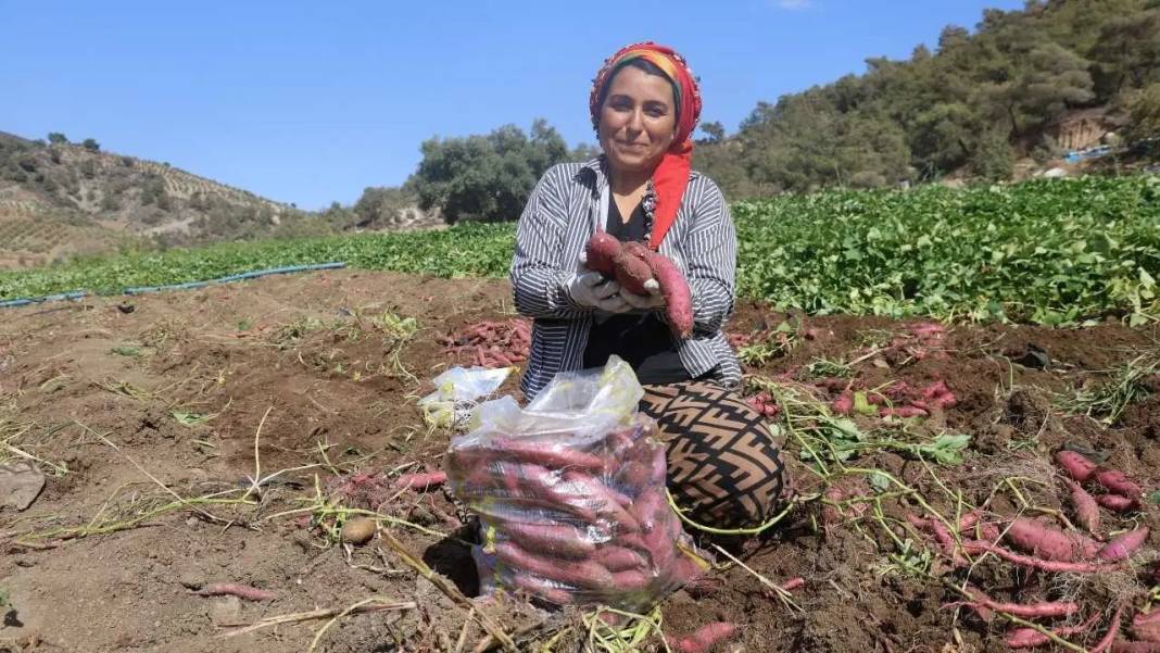 Hatay’da Tatlı Patatesin Şifa Dolu Yolculuğu Başladı! 5
